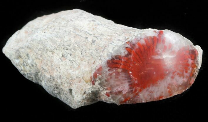 Pennsylvanian Aged Red Agatized Horn Coral - Utah #46745